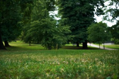 Temiz hava ve güzel doğal çayır manzarası güneşli yaz günlerinde yeşil ağaçlarla birlikte. Orman ağaçları ve çevre parklarıyla çim tarlalarının güzelliği. Gün ışığıyla birlikte.. 