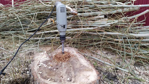 Teknik DIY untuk menghapus tunggul pohon tua menggunakan bor listrik Stok Foto