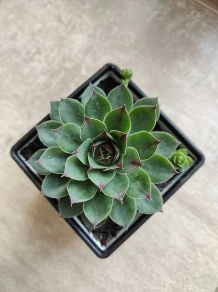 Suckulent växt ovanifrån, isolerad på vit bakgrund. Echeveria — Stockfoto