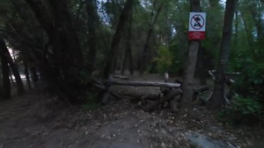 Ormandaki ahşap yol tıkanıklığının dramatik görüntüsü