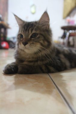 5 aylık Maine Rakunu Erkek Kedi Oynuyor ve Kameranın Önünde Şekil Veriyor