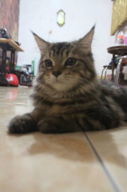 5 aylık Maine Rakunu Erkek Kedi Oynuyor ve Kameranın Önünde Şekil Veriyor