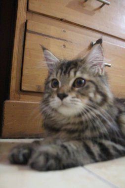 5 aylık Maine Rakunu Erkek Kedi Oynuyor ve Kameranın Önünde Şekil Veriyor