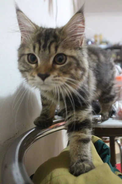 Eine Monate Alte Maine Coon Katze Beim Spielen Und Styling — Stockfoto