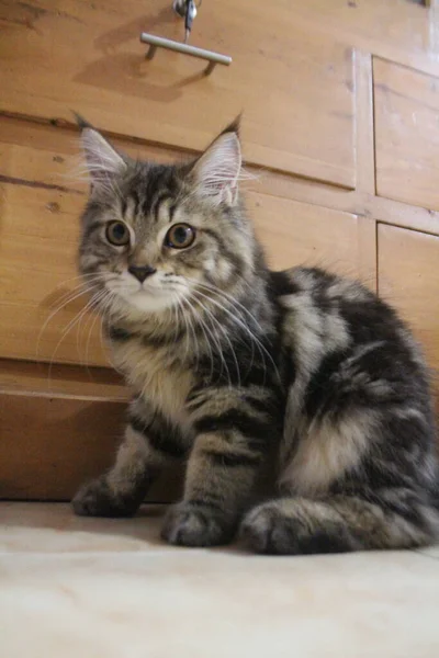 5 aylık Maine Rakunu Erkek Kedi Oynuyor ve Kameranın Önünde Şekil Veriyor