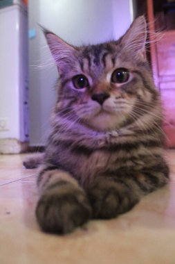 5 aylık Maine Rakunu Erkek Kedi Oynuyor ve Kameranın Önünde Şekil Veriyor