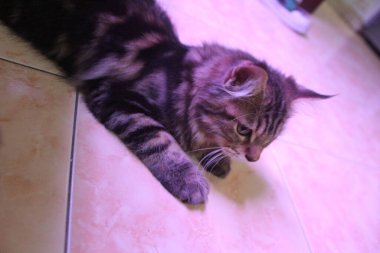 5 aylık Maine Rakunu Erkek Kedi Oynuyor ve Kameranın Önünde Şekil Veriyor