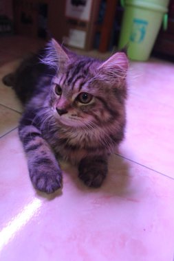 5 aylık Maine Rakunu Erkek Kedi Oynuyor ve Kameranın Önünde Şekil Veriyor