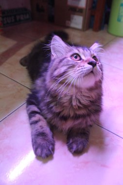 5 aylık Maine Rakunu Erkek Kedi Oynuyor ve Kameranın Önünde Şekil Veriyor