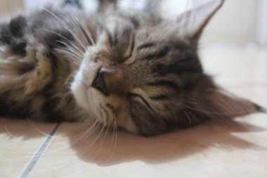 5 aylık Maine Rakun Erkek Kedi Uyuyor