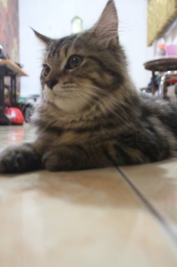 5 aylık Maine Rakunu Erkek Kedi Oynuyor ve Kameranın Önünde Şekil Veriyor