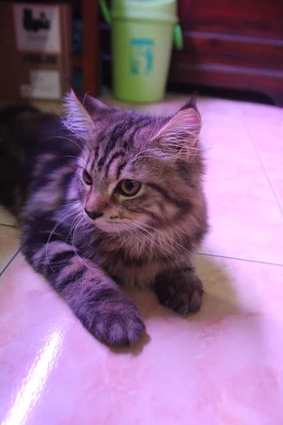 Mes Edad Maine Coon Gato Macho Jugando Peinado Frente Cámara —  Fotos de Stock