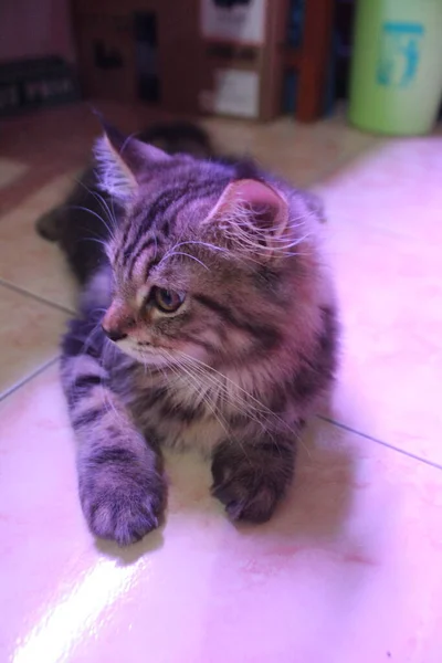 Mese Vecchio Maine Coon Maschio Gatto Giocare Styling Fronte Alla — Foto Stock