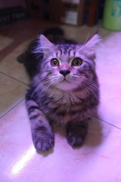 Mes Edad Maine Coon Gato Macho Jugando Peinado Frente Cámara —  Fotos de Stock