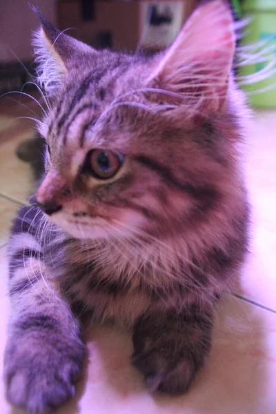 5 aylık Maine Rakunu Erkek Kedi Oynuyor ve Kameranın Önünde Şekil Veriyor