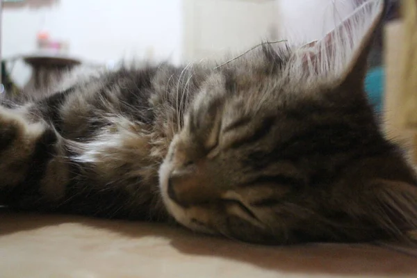 Meses Viejo Maine Coon Macho Gato Durmiendo — Foto de Stock