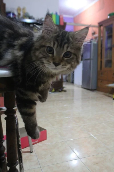 Eine Monate Alte Maine Coon Katze Beim Spielen Und Styling — Stockfoto