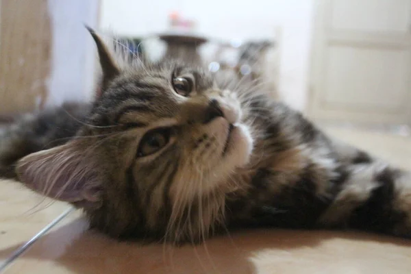 Mês Idade Maine Coon Masculino Gato Jogando Estilo Frente Câmera — Fotografia de Stock