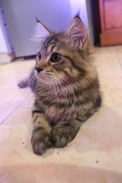 Month Old Maine Coon Male Cat Playing Styling Front Camera — Stock Photo, Image