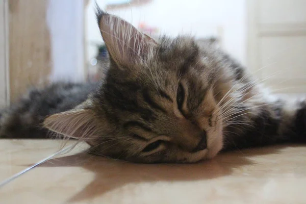 Bulan Tua Maine Coon Kucing Jantan Tidur — Stok Foto