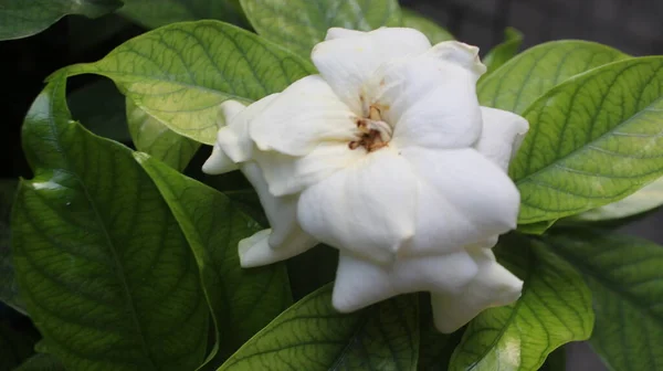 gardenia flowers in the morning that will wither