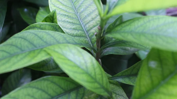 sabah yeşil yaprakları