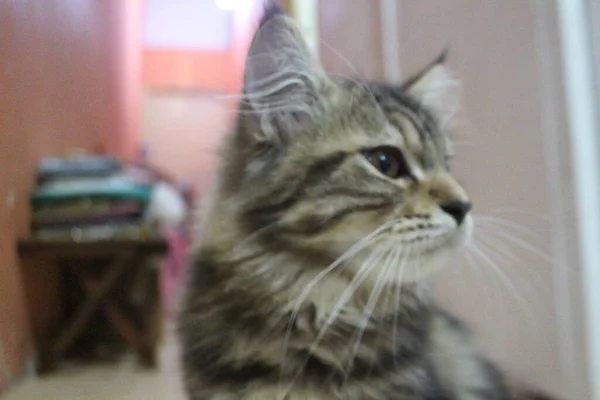 5个月大的缅因州雄猫在镜头前嬉戏和嬉戏 — 图库照片