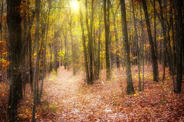 Hojas caídas y follaje de otoño iluminado por rayos de sol al atardecer en Nueva Jersey —  Fotos de Stock
