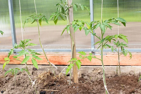 Tomatoes in the greenhouse. Seedlings in a greenhouse.