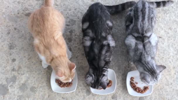 Tres gatos están comiendo comida de platos blancos. Dos gatos grises y jengibre están almorzando. Vista superior de los gatos que comen — Vídeo de stock