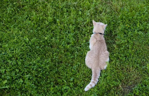 A gyömbérmacska nyakörvvel ül a fűben. A macska háttal áll a kamerának.. — Stock Fotó