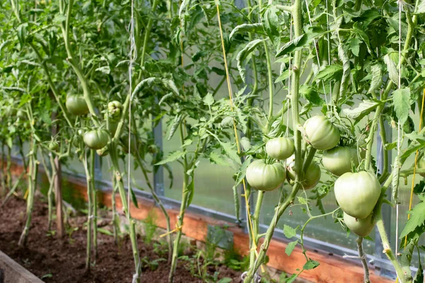 Große grüne Tomatenfrüchte im Gewächshaus. Tomatensetzlinge im Gewächshaus. Gesunde und frische Tomatensetzlinge im Gewächshaus — Stockfoto