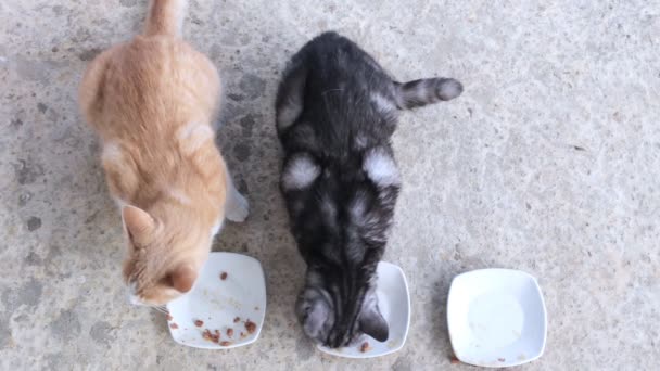 Domácí kočky jedí své jídlo. Horní pohled na kočky jíst jídlo — Stock video