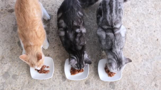 Trzy koty jedzą jedzenie z białych talerzy. Dwa siwe i rude koty jedzą lunch. — Wideo stockowe
