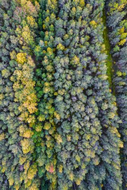 Sonbaharda ormanın tam kare çekiminin hemen üstünde.