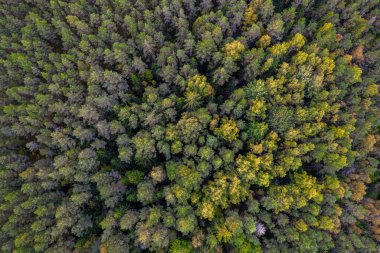 Sonbaharda ormanın tam kare çekiminin hemen üstünde.