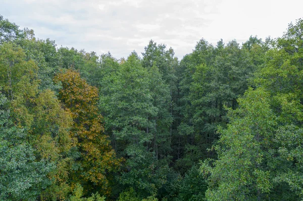 직접적으로 가을 숲의 전체 프레임 샷 위 — 스톡 사진