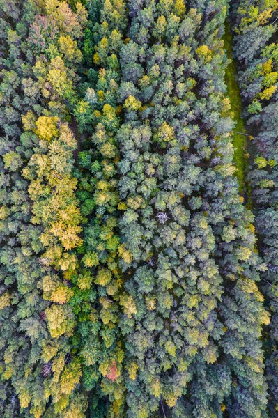 Sonbaharda ormanın tam kare çekiminin hemen üstünde.