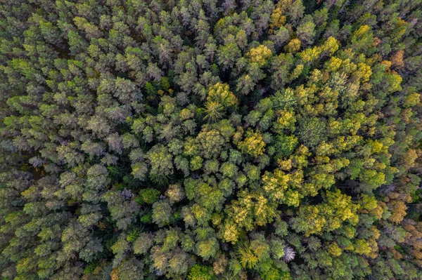 Sonbaharda ormanın tam kare çekiminin hemen üstünde.