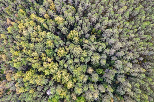 Непосредственно над полным кадром снимка леса осенью — стоковое фото
