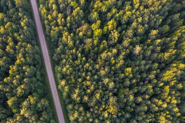 Altın çağda yol ve ormanın insansız hava aracı görüntüsü
