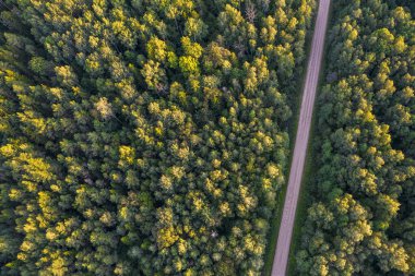 Altın çağda yol ve ormanın insansız hava aracı görüntüsü