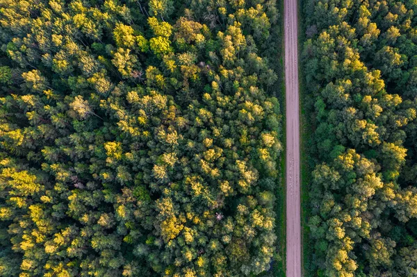 Altın çağda yol ve ormanın insansız hava aracı görüntüsü