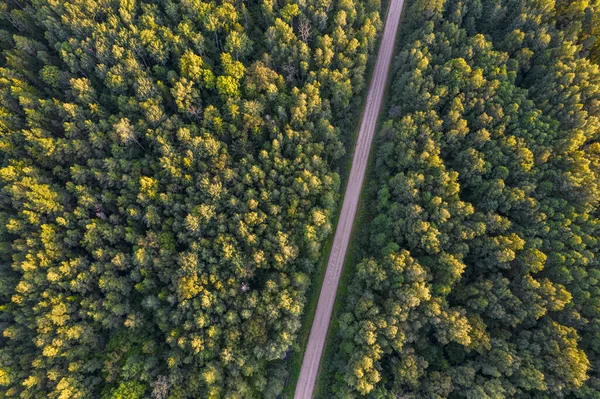 Drönare syn på väg och skog i gyllene tid — Stockfoto