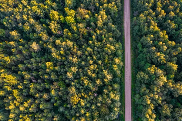 Вид с беспилотника на дорогу и лес в золотое время Лицензионные Стоковые Изображения