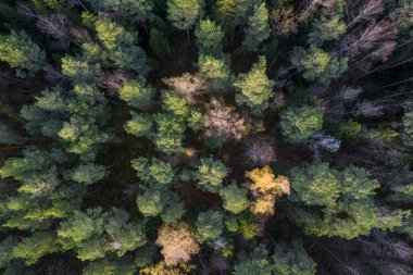 Sonbaharda ormanın tam kare çekiminin hemen üstünde.