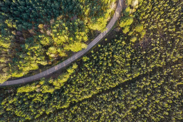 Drone widok drogi i lasu w złotym czasie — Zdjęcie stockowe