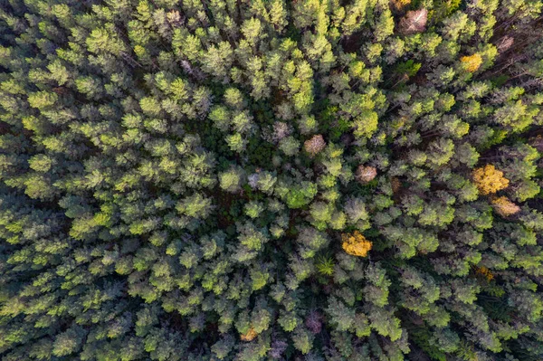 Direkt ovanför hela rambilden av skog på hösten — Stockfoto