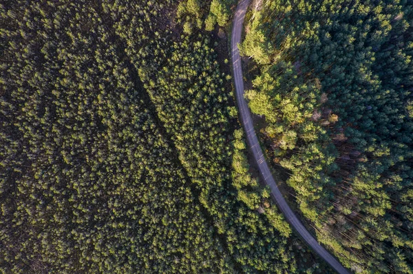 Drönare syn på väg och skog i gyllene tid — Stockfoto