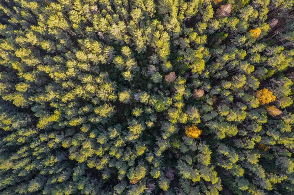 शरद ऋतूतील जंगलाच्या पूर्ण फ्रेम शॉटच्या थेट वरील — स्टॉक फोटो, इमेज
